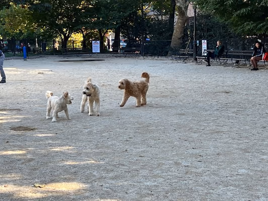 Dog Run at Washington Square Park photo 1